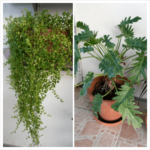 PhotoGrid_1381635417359