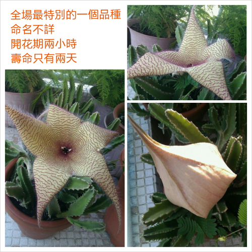 PhotoGrid_1381636464746