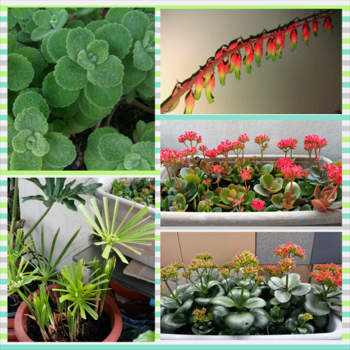 PhotoGrid_1391856462633