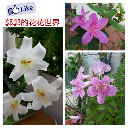 PhotoGrid_1398592373313